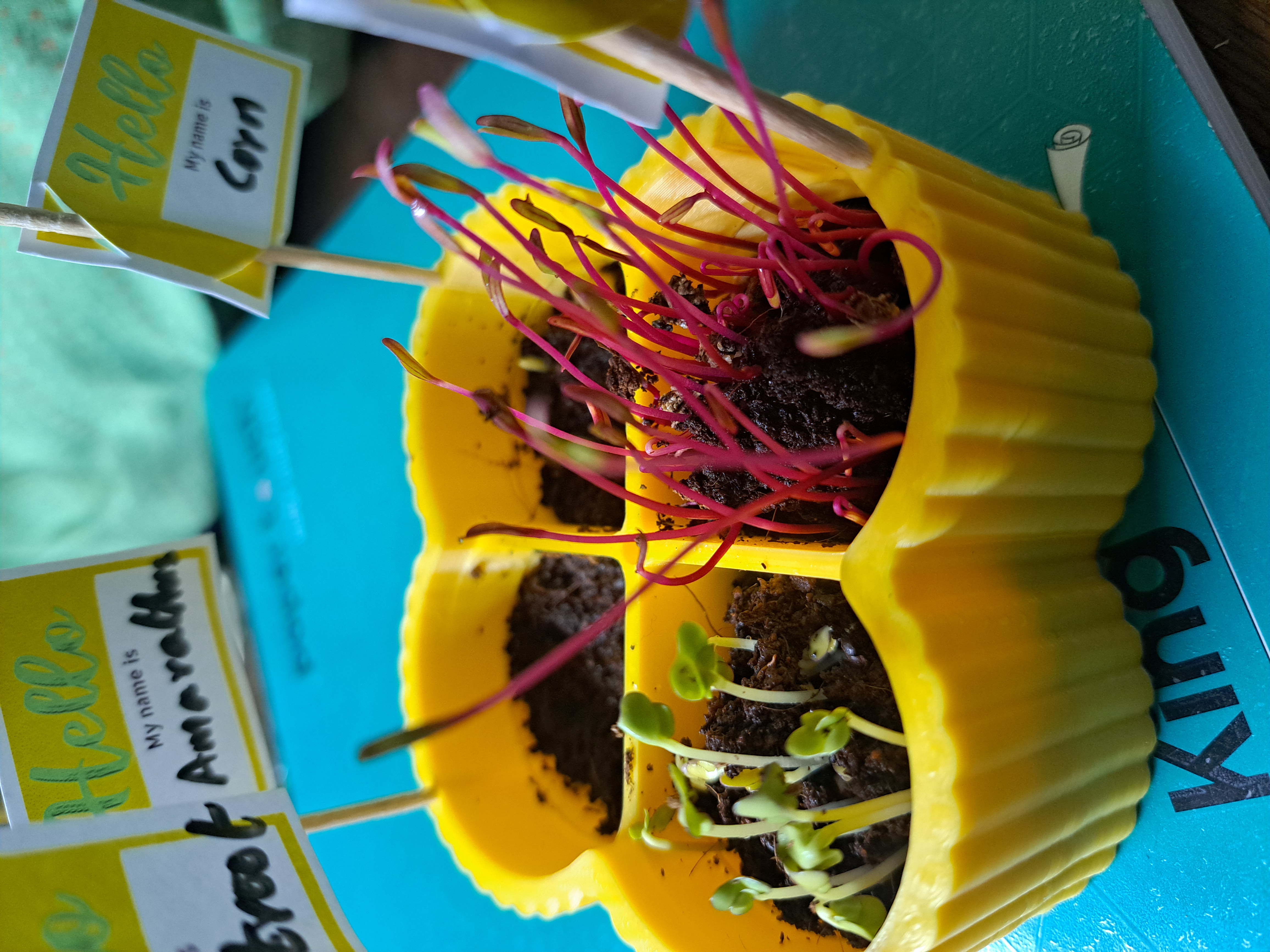 Agriculture Image